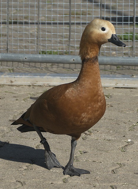 从职业联赛
